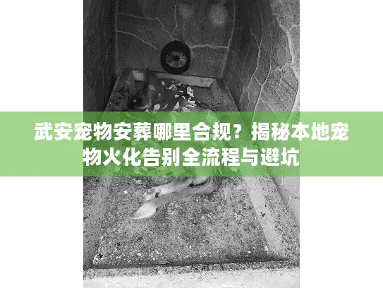 武安宠物安葬哪里合规？揭秘本地宠物火化告别全流程与避坑
