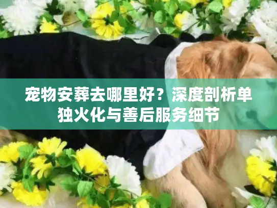 宠物安葬去哪里好？深度剖析单独火化与善后服务细节