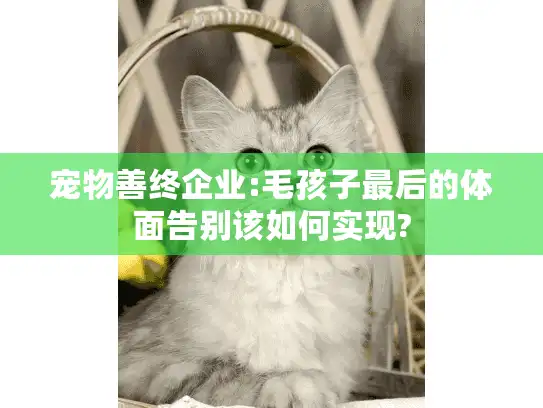 宠物善终企业:毛孩子最后的体面告别该如何实现?