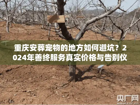 重庆安葬宠物的地方如何避坑？2024年善终服务真实价格与告别仪式全解析