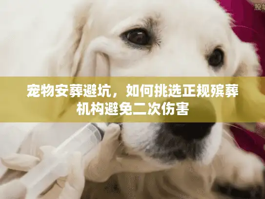 宠物安葬避坑，如何挑选正规殡葬机构避免二次伤害