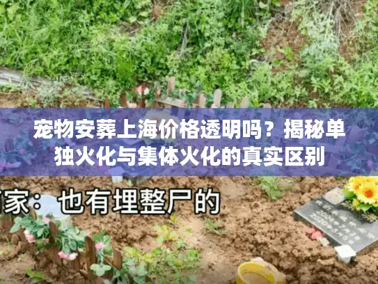 宠物安葬上海价格透明吗？揭秘单独火化与集体火化的真实区别