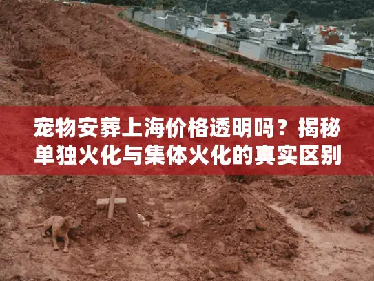 宠物安葬上海价格透明吗？揭秘单独火化与集体火化的真实区别