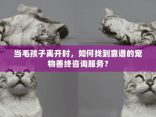 当毛孩子离开时，如何找到靠谱的宠物善终咨询服务？