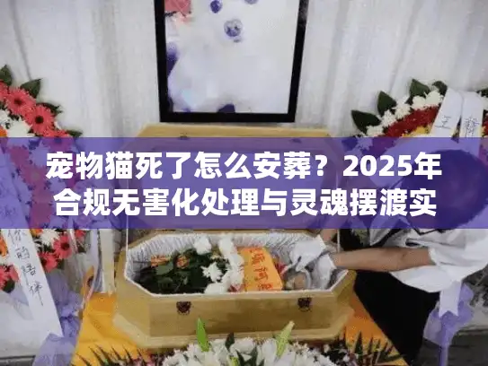 宠物猫死了怎么安葬？2025年合规无害化处理与灵魂摆渡实战全解