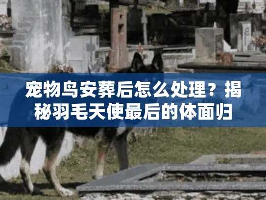 宠物鸟安葬后怎么处理？揭秘羽毛天使最后的体面归宿