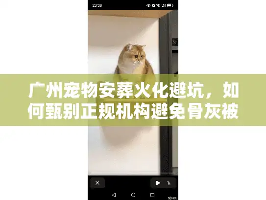 广州宠物安葬火化避坑，如何甄别正规机构避免骨灰被换