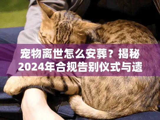 宠物离世怎么安葬？揭秘2024年合规告别仪式与遗体处理实操方案