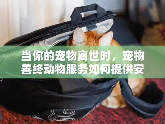 当你的宠物离世时，宠物善终动物服务如何提供安心与尊严？