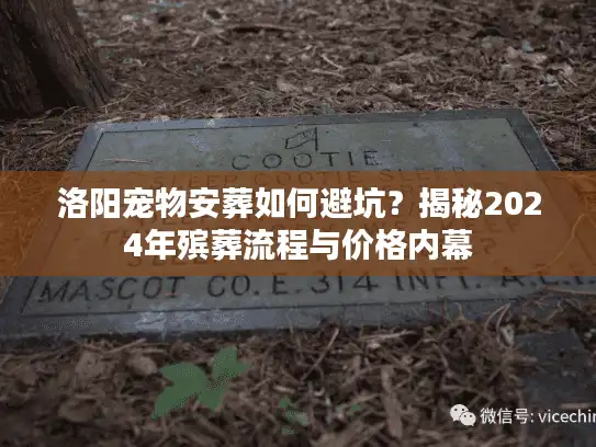 洛阳宠物安葬如何避坑？揭秘2024年殡葬流程与价格内幕