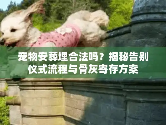 宠物安葬埋合法吗？揭秘告别仪式流程与骨灰寄存方案