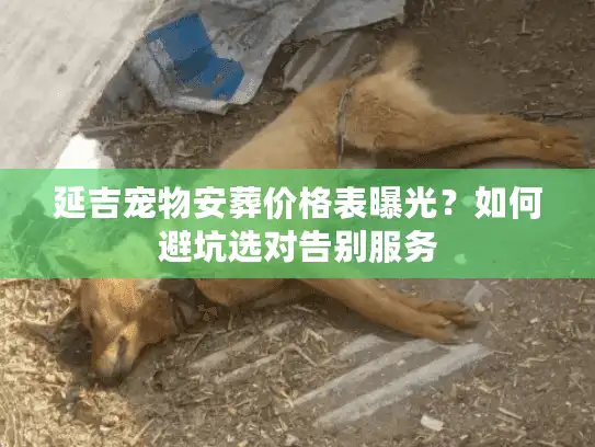 延吉宠物安葬价格表曝光？如何避坑选对告别服务