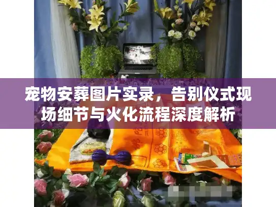 宠物安葬图片实录，告别仪式现场细节与火化流程深度解析