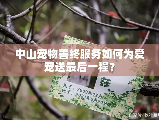 中山宠物善终服务如何为爱宠送最后一程？