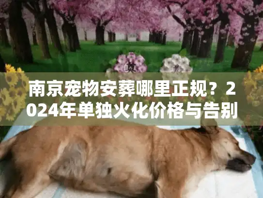 南京宠物安葬哪里正规？2024年单独火化价格与告别仪式避坑