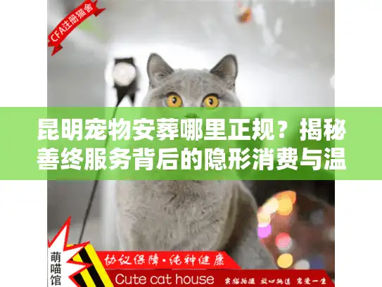 昆明宠物安葬哪里正规？揭秘善终服务背后的隐形消费与温情
