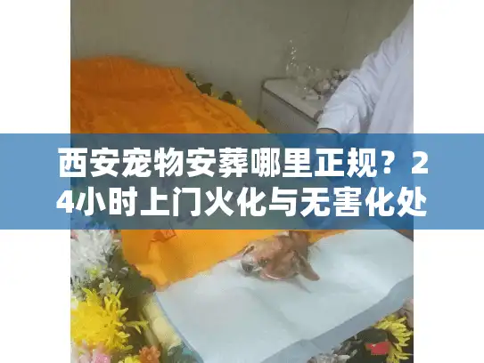 西安宠物安葬哪里正规？24小时上门火化与无害化处理避坑实况