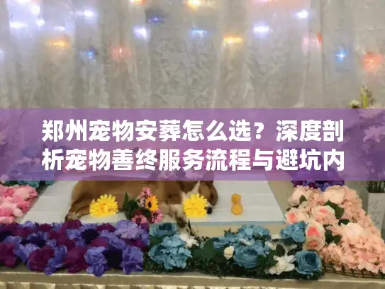 郑州宠物安葬怎么选？深度剖析宠物善终服务流程与避坑内幕