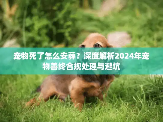 宠物死了怎么安葬？深度解析2024年宠物善终合规处理与避坑