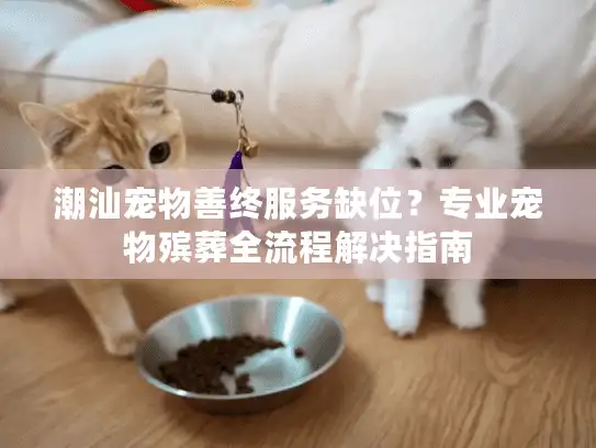 潮汕宠物善终服务缺位？专业宠物殡葬全流程解决指南