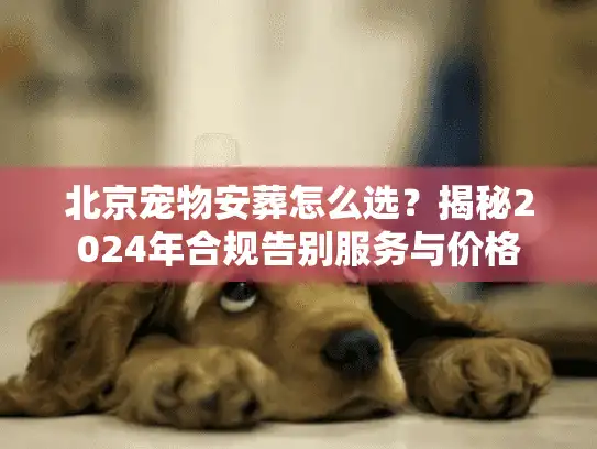 北京宠物安葬怎么选？揭秘2024年合规告别服务与价格