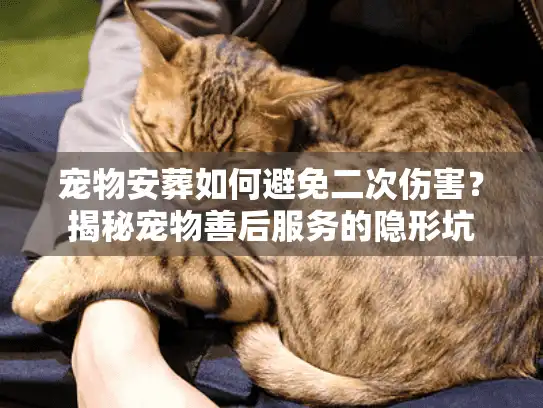 宠物安葬如何避免二次伤害？揭秘宠物善后服务的隐形坑