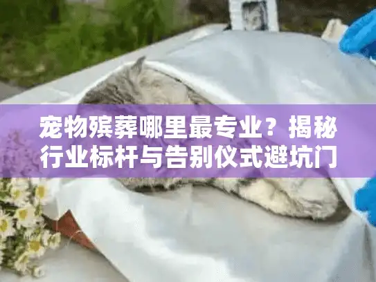 宠物殡葬哪里最专业？揭秘行业标杆与告别仪式避坑门道