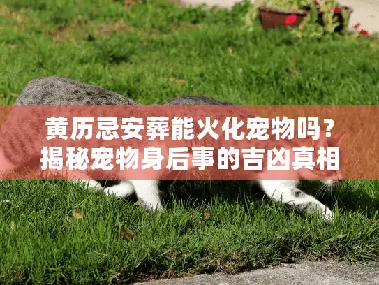 黄历忌安葬能火化宠物吗？揭秘宠物身后事的吉凶真相