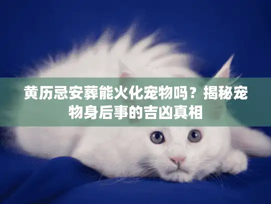 黄历忌安葬能火化宠物吗？揭秘宠物身后事的吉凶真相