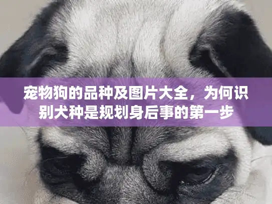 宠物狗的品种及图片大全，为何识别犬种是规划身后事的第一步