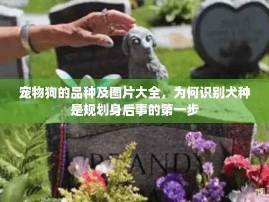 宠物狗的品种及图片大全，为何识别犬种是规划身后事的第一步