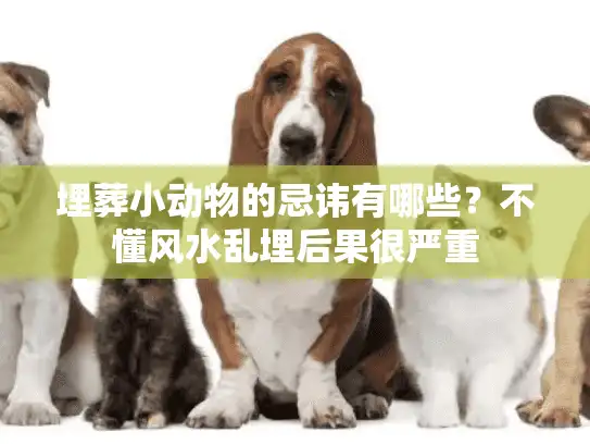 埋葬小动物的忌讳有哪些？不懂风水乱埋后果很严重