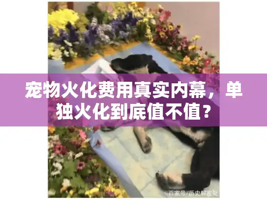 宠物火化费用真实内幕，单独火化到底值不值？