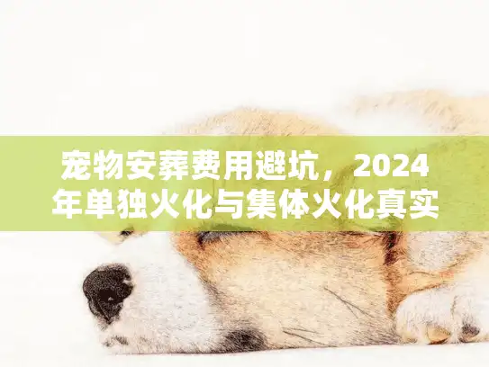 宠物安葬费用避坑，2024年单独火化与集体火化真实报价