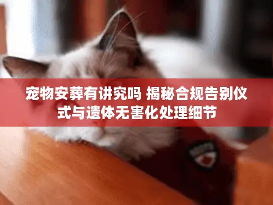 宠物安葬有讲究吗 揭秘合规告别仪式与遗体无害化处理细节