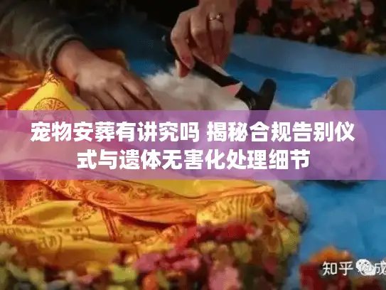 宠物安葬有讲究吗 揭秘合规告别仪式与遗体无害化处理细节