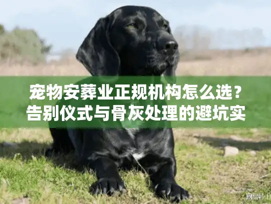宠物安葬业正规机构怎么选？告别仪式与骨灰处理的避坑实录