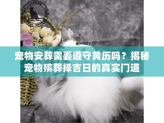 宠物安葬需要遵守黄历吗？揭秘宠物殡葬择吉日的真实门道