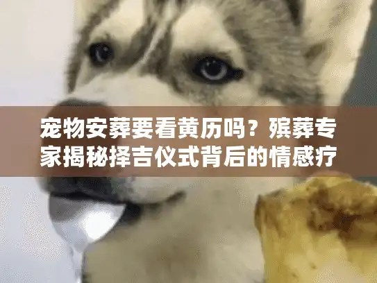 宠物安葬要看黄历吗？殡葬专家揭秘择吉仪式背后的情感疗愈