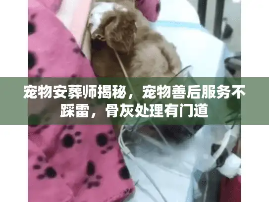 宠物安葬师揭秘，宠物善后服务不踩雷，骨灰处理有门道