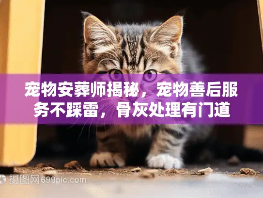 宠物安葬师揭秘，宠物善后服务不踩雷，骨灰处理有门道