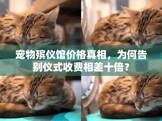 宠物殡仪馆价格真相，为何告别仪式收费相差十倍？