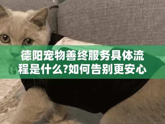 德阳宠物善终服务具体流程是什么?如何告别更安心?