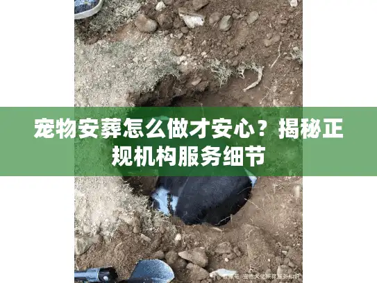 宠物安葬怎么做才安心？揭秘正规机构服务细节