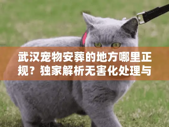 武汉宠物安葬的地方哪里正规？独家解析无害化处理与收费标准