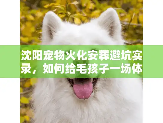 沈阳宠物火化安葬避坑实录，如何给毛孩子一场体面告别
