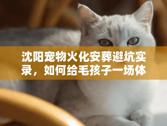 沈阳宠物火化安葬避坑实录，如何给毛孩子一场体面告别