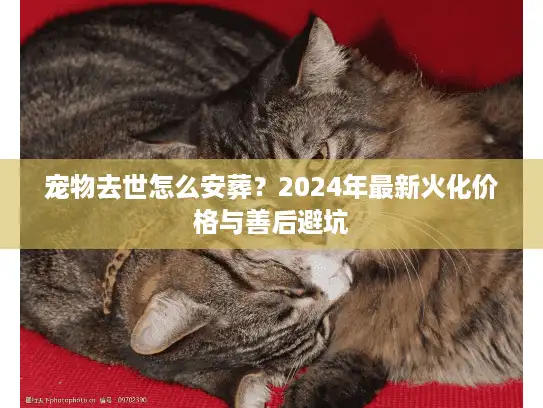 宠物去世怎么安葬？2024年最新火化价格与善后避坑