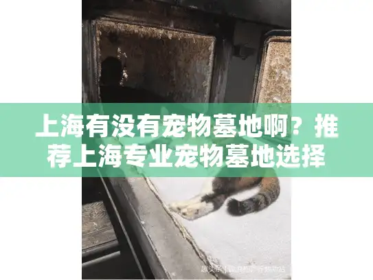 上海有没有宠物墓地啊？推荐上海专业宠物墓地选择及殡葬服务