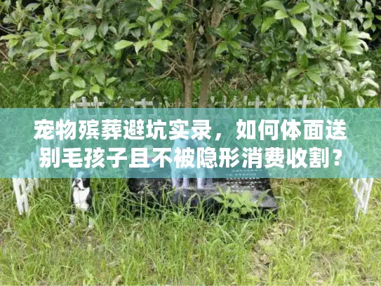 宠物殡葬避坑实录，如何体面送别毛孩子且不被隐形消费收割？